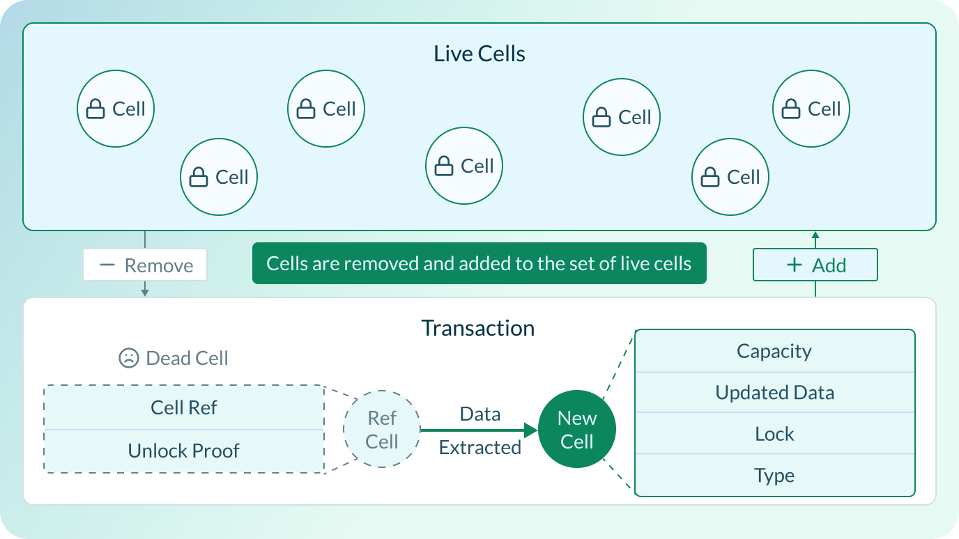 Cell lifecycle